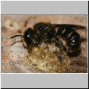 Heriades truncorum - Loecherbiene w02 6mm.jpg